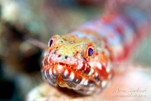 a patient lizardfish showing of his impressive teeth :-) by Mona Dienhart 